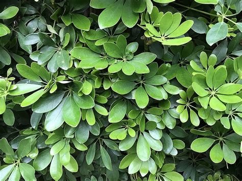 陰性植物|植物耐蔭特性及 杜鵑花耐蔭指標研究